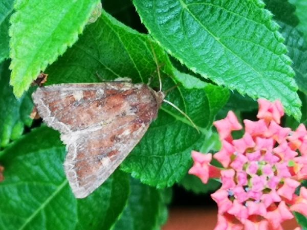 Noctuelle des potagers  - Françoise Rauzieres (TGB-SSNTG)