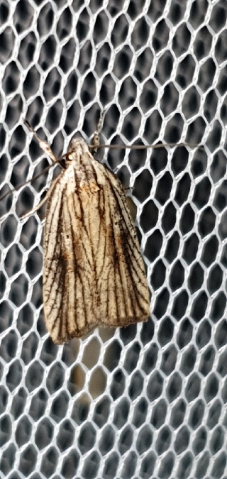Agonopterix umbellana  - Melchior Viallet