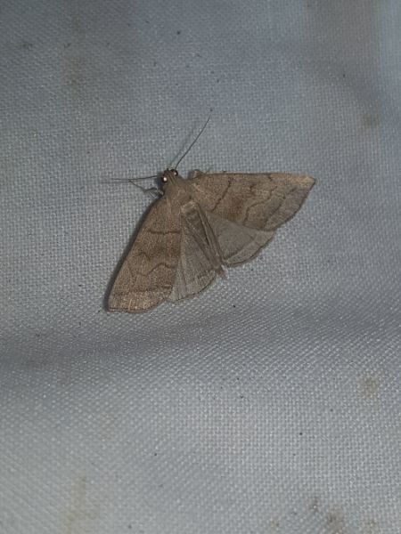 Herminia tarsicrinalis  - Thomas Lux
