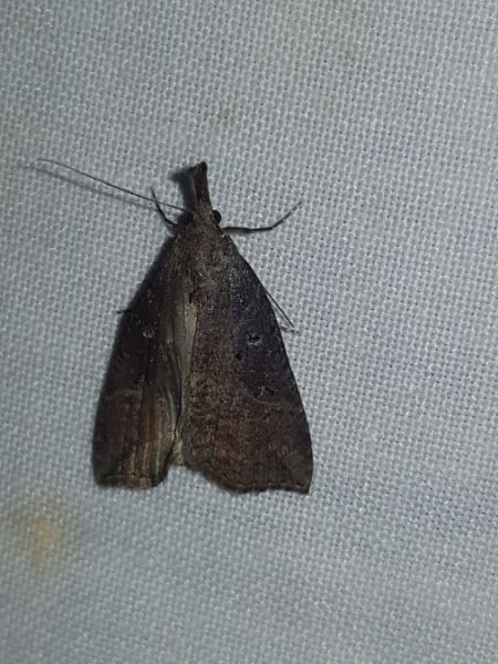 Hypena rostralis  - Thomas Lux