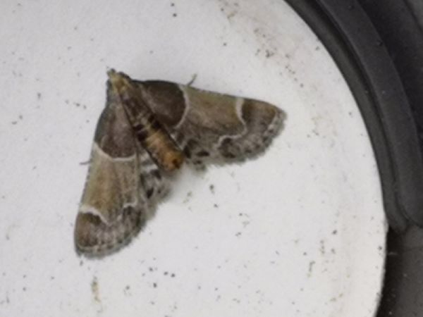 Pyralis farinalis  - Françoise Rauzieres (TGB-SSNTG)