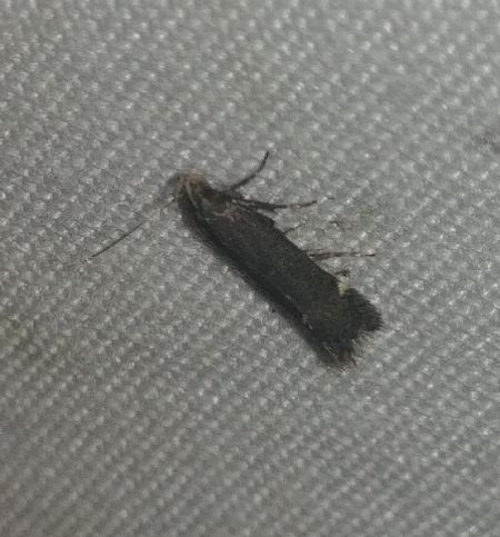 Aproaerema anthyllidella 
