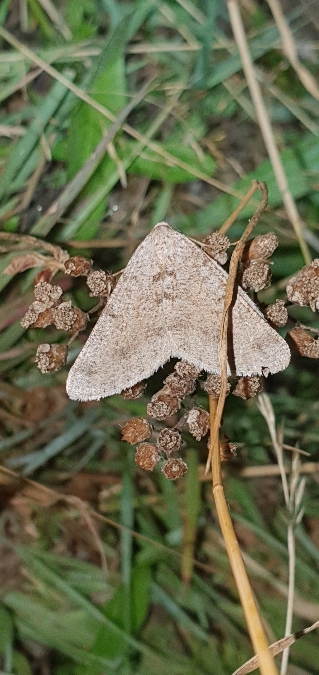 Isturgia miniosaria  - Melchior Viallet