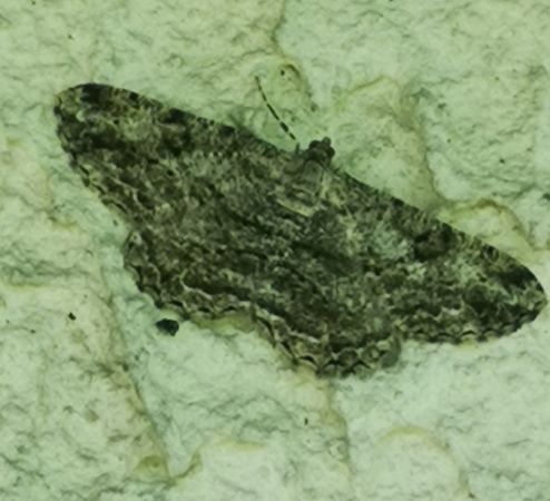 Peribatodes rhomboidaria  - Françoise Rauzieres (TGB-SSNTG)