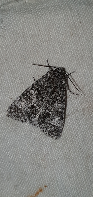 Acronicta megacephala  - Melchior Viallet