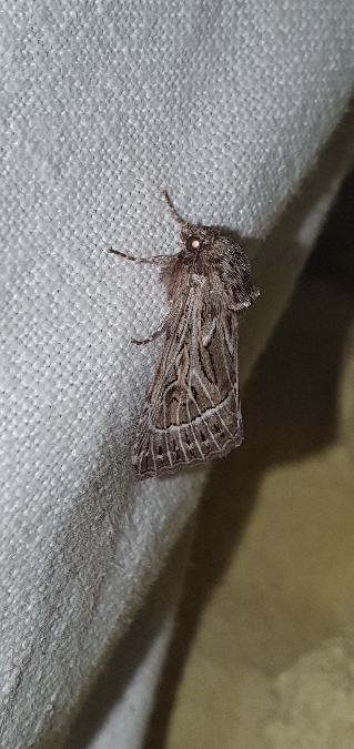 Thalpophila vitalba  - Melchior Viallet