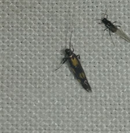 Euspilapteryx auroguttella 