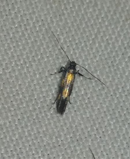 Euspilapteryx auroguttella 