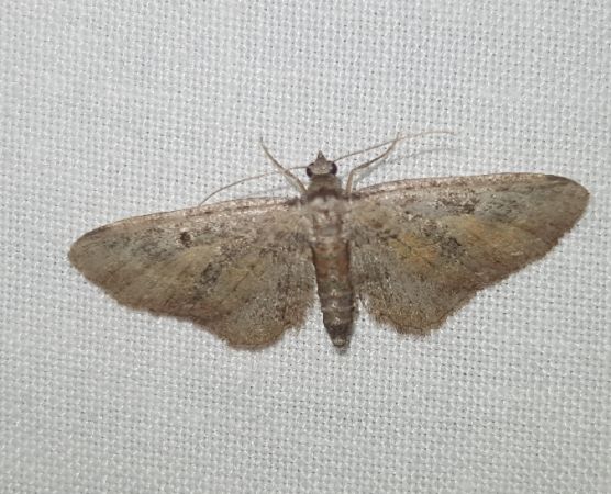 Eupithecia icterata  - Thomas Lux