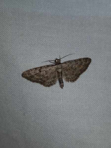 Eupithecia icterata  - Thomas Lux