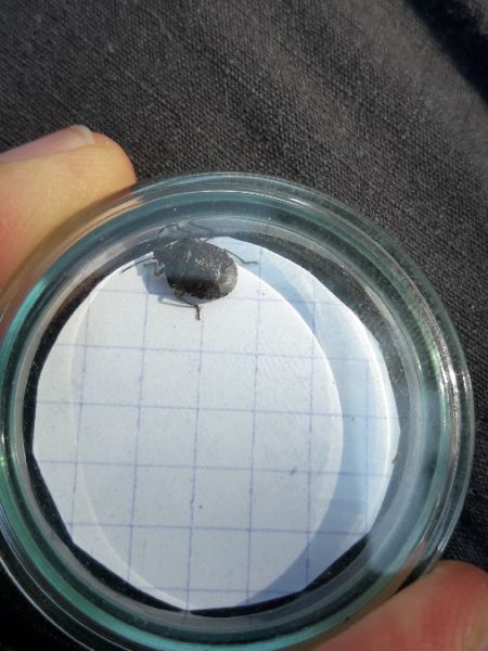 Holcogaster fibulata  - Sylvain Lethuillier