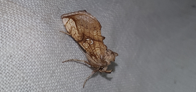 Polychrysia moneta  - Melchior Viallet