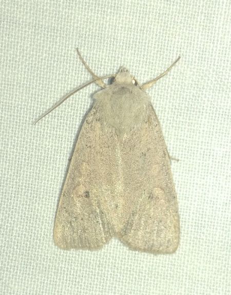 Xestia castanea 
