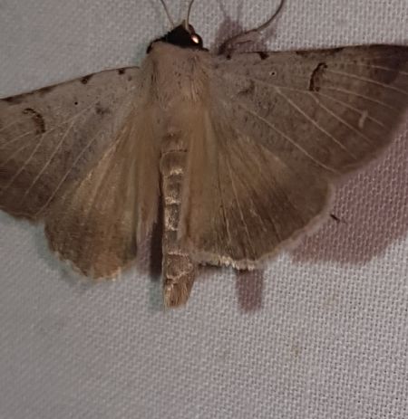 Lygephila craccae  - Thomas Lux