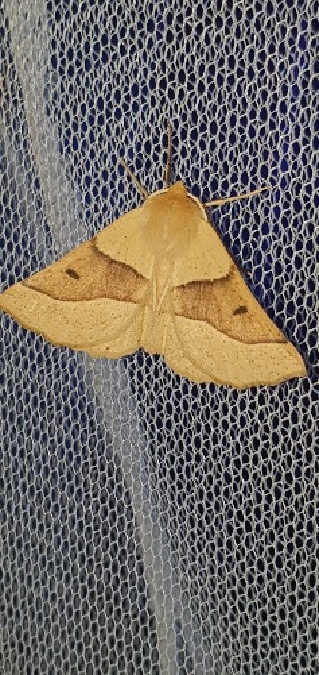 Crocallis elinguaria  - Melchior Viallet