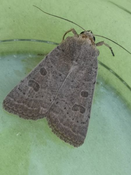 Hoplodrina sp.  - Françoise Rauzieres (TGB-SSNTG)