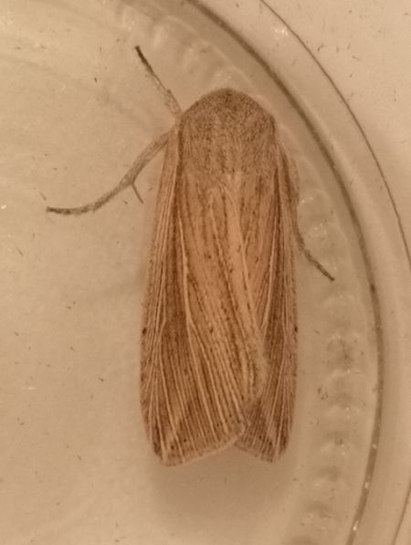 Anapoma riparia  - Françoise Rauzieres (TGB-SSNTG)