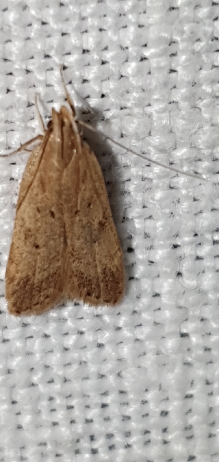 Helcystogramma lutatella  - Melchior Viallet