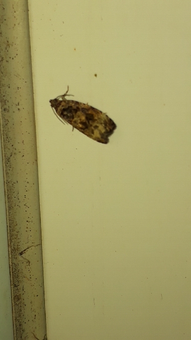 Endothenia marginana  - Melchior Viallet