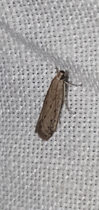 Phycitodes inquinatella  - Melchior Viallet