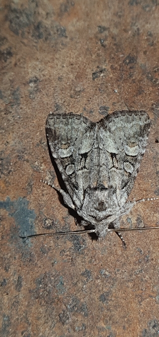 Brachylomia viminalis  - Melchior Viallet