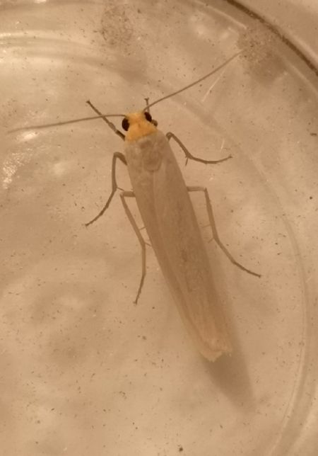 Eilema sp.  - Françoise Rauzieres (TGB-SSNTG)