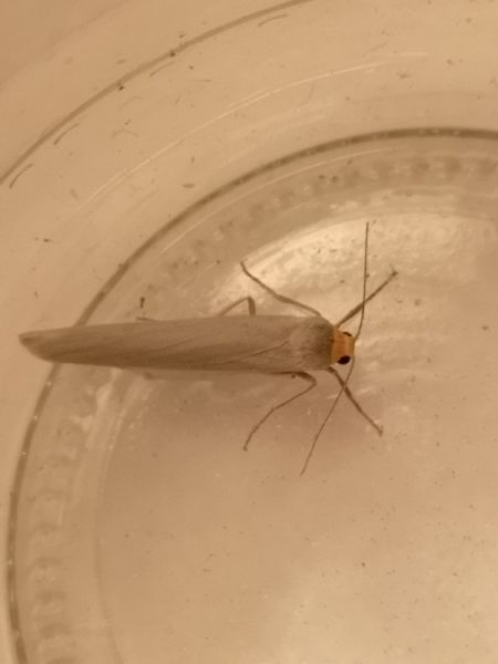 Eilema sp.  - Françoise Rauzieres (TGB-SSNTG)