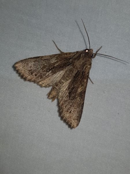 Apamea syriaca  - Thomas Lux