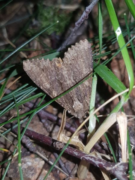 Apamea syriaca  - Thomas Lux