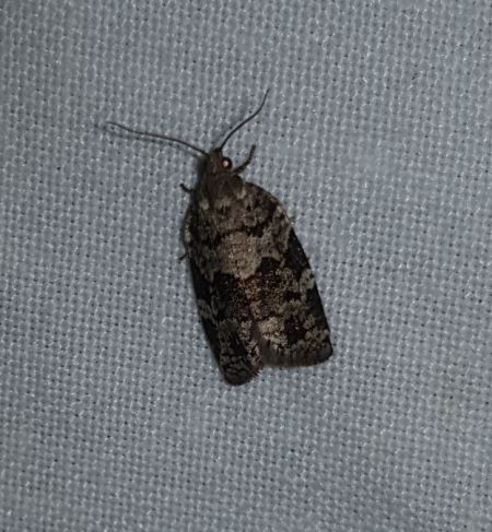 Dichelia histrionana  - Thomas Lux