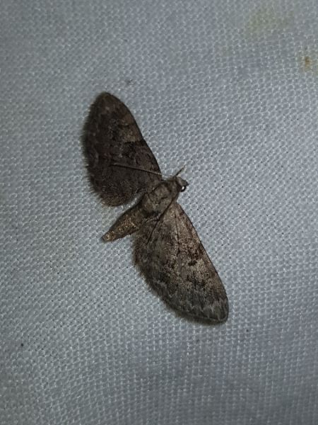 Eupithecia pusillata  - Thomas Lux