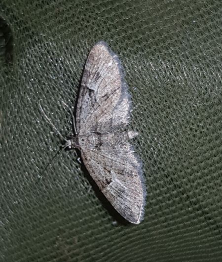 Eupithecia pusillata  - Thomas Lux