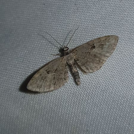 Eupithecia pusillata  - Thomas Lux