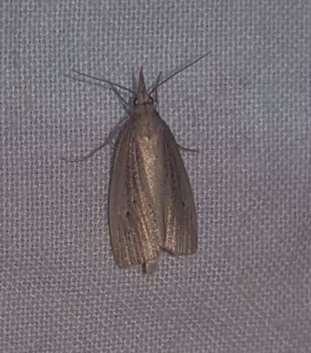 Chilo phragmitella  - Thomas Lux