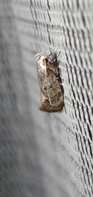 Herrichia excelsella  - Melchior Viallet