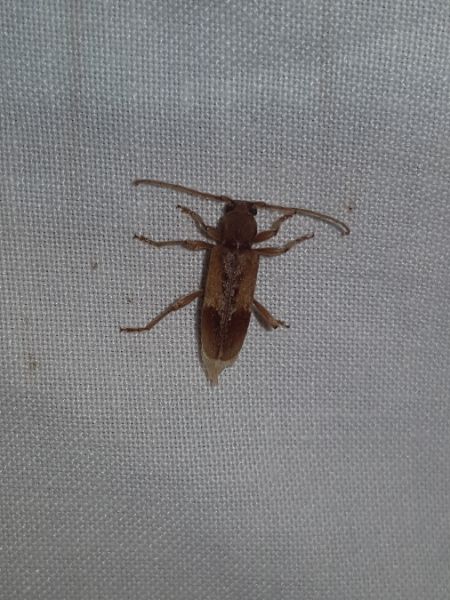 Trichoferus pallidus  - Thomas Lux