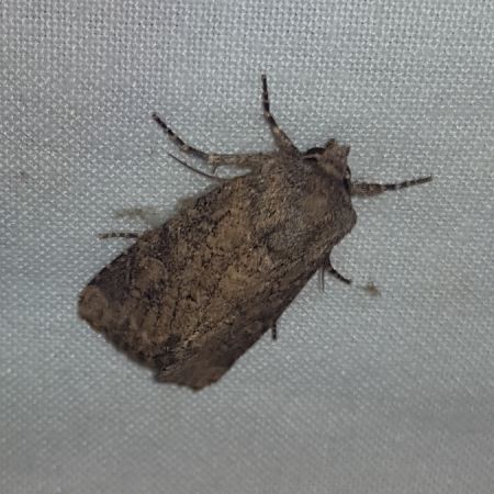 Luperina testacea  - Thomas Lux