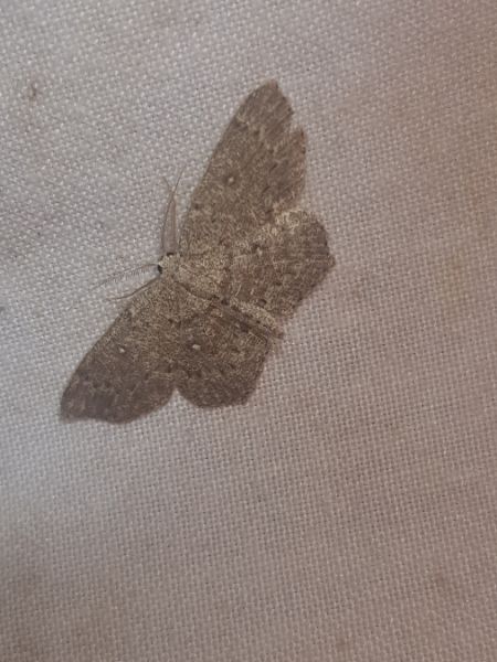 Cyclophora pendularia  - Thomas Lux