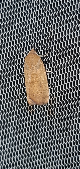 Noctua interjecta  - Melchior Viallet