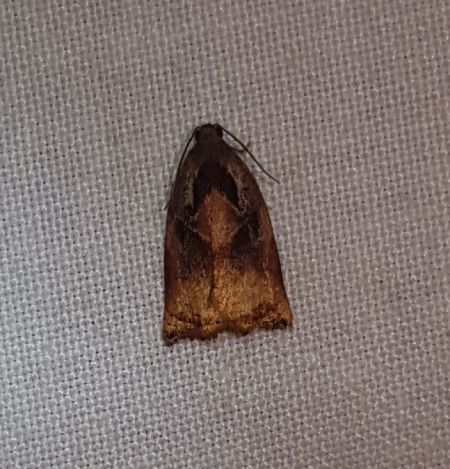 Archips podana  - Thomas Lux