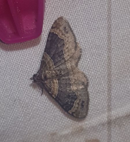 Xanthorhoe ferrugata  - Thomas Lux