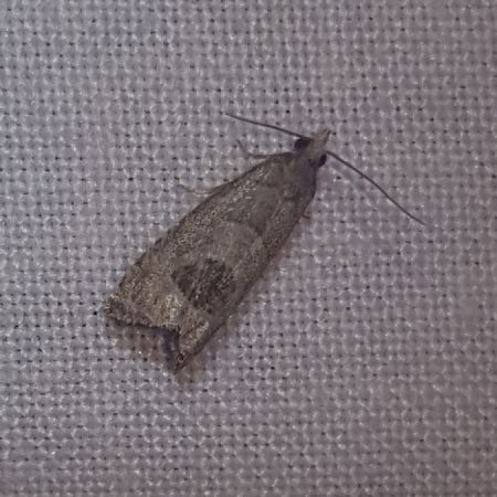 Notocelia uddmanniana  - Thomas Lux