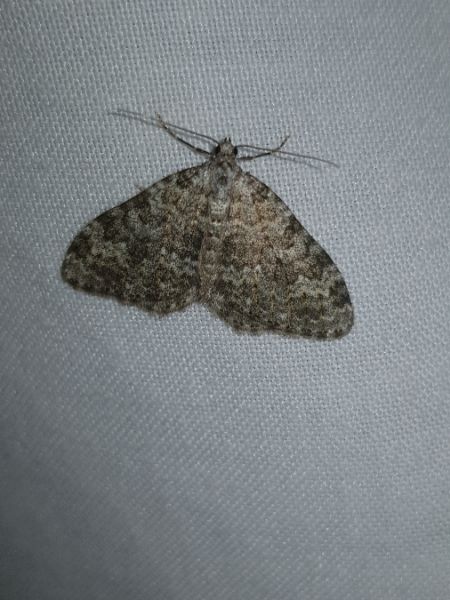 Hydriomena furcata  - Thomas Lux