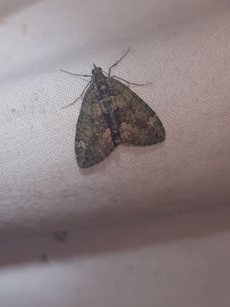 Chloroclysta siterata  - Thomas Lux