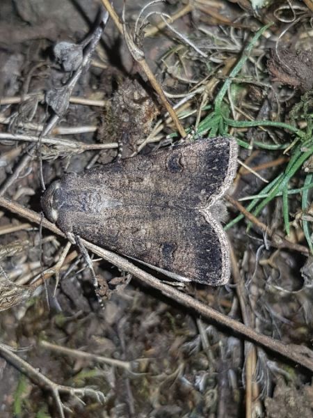 Noctuelle des moissons  - Thomas Lux