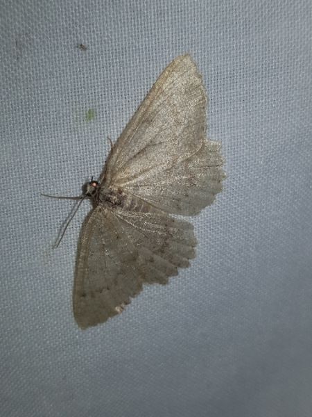 Charissa obscurata  - Thomas Lux