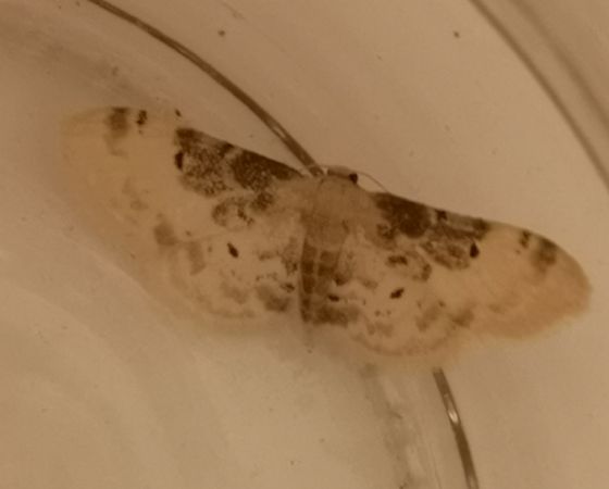 Idaea filicata  - Françoise Rauzieres (TGB-SSNTG)