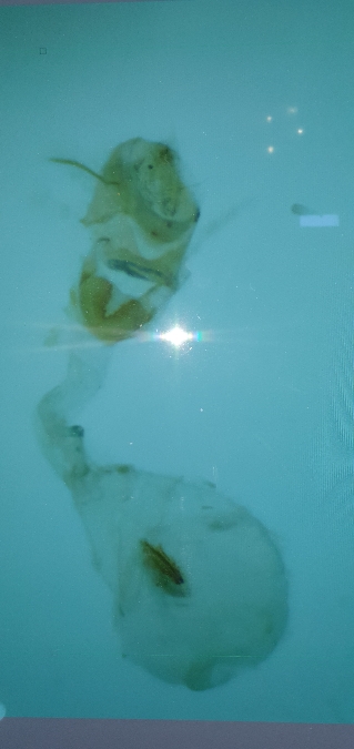 Euchromius cambridgei  - Melchior Viallet
