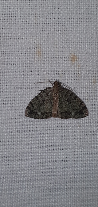 Hydriomena furcata  - Melchior Viallet