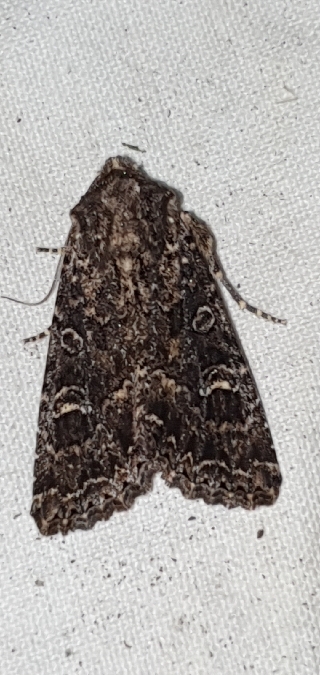 Apamea furva  - Melchior Viallet